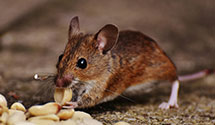 24 Hour & Emergency Exterminators in Crawford, WV